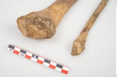 Foto von Menschenknochen (NHMW-PRAE-026362a)